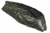 Fossil Sperm Whale (Scaldicetus) Tooth - South Carolina #176168-1